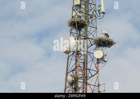 Nido di cicogne installato su una torre di antenna di telecomunicazione in Marocco Foto Stock