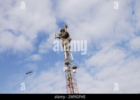 Nido di cicogne installato su una torre di antenna di telecomunicazione in Marocco Foto Stock