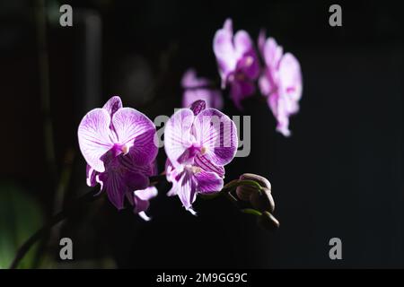 Bulano anggrek indonesiano o fioritura e fiori germogliare fiori viola orchidea (Phalaenopsis amabilis) fuoco selettivo. Foto Stock