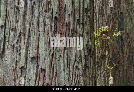 Primo piano di corteccia di sequoia e rododendro rosa, del Norte Coast state Park, California, USA Foto Stock