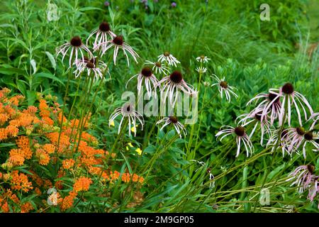 63821-19920 farfalla Milkweed (Asclepias tuberosa) & pale Coneflowers viola (Echinacea pallida) in giardino, Marion Co., il Foto Stock