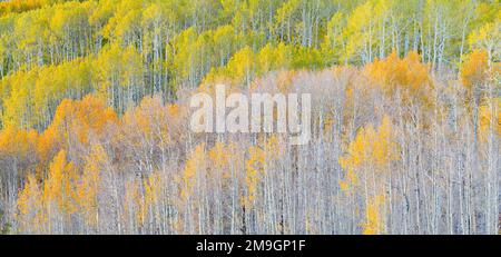 Paesaggio con alberi di aspen (Populus tremuloides) in autunno, Dixie National Forest, Boulder Mountain, Utah, USA Foto Stock