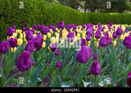 63821-21312 Tulipani (Tulipa 'Negrita" viola e 'strong' Oro giallo) a Cantigny giardini, Wheaton, IL Foto Stock