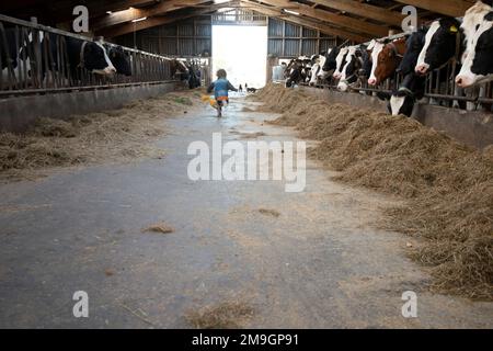 Il bambino corre in capannone di mucca, nei Paesi Bassi. Foto Stock