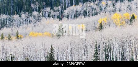 Aspen Tree (Populus tremuloides) foresta in autunno, Boulder Mountain, Dixie National Forest, Utah, USA Foto Stock