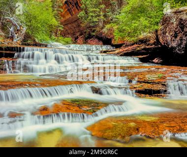 Arcangelo cascades sulla forcella sinistra north creek lungo il percorso verso la metropolitana in parco nazionale Zion, Utah Foto Stock