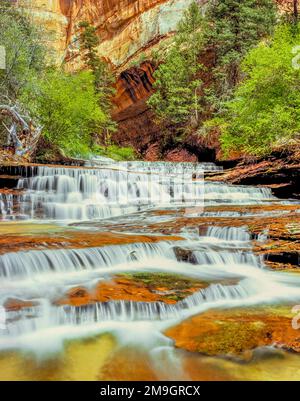 Arcangelo cascades sulla forcella sinistra north creek lungo il percorso verso la metropolitana in parco nazionale Zion, Utah Foto Stock