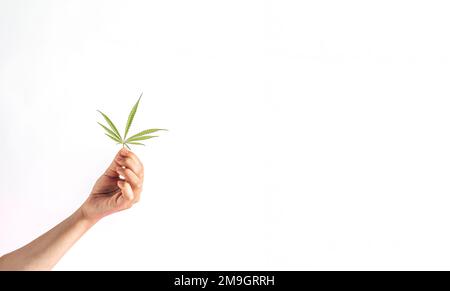 Pianta di cannabis fiorita. Il coltivatore tiene il ramo fresco in mano. Marijuana fiorisce su sfondo isolato. minimalismo. Foto Stock