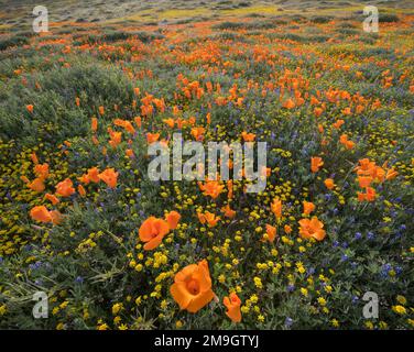 Paesaggio con papaveri della California (Escholzia californica), Antelope Valley California state Poppy Reserve, California, USA Foto Stock