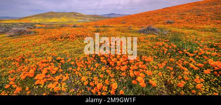 Paesaggio con papaveri della California (Escholzia californica) e colline ondulate, Antelope Valley California state Poppy Reserve, California, USA Foto Stock