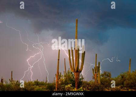 Saguaro catci (Carnegiea gigantea) nel deserto durante la tempesta, Saguaro National Park, Tucson, Arizona, USA Foto Stock