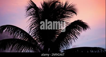 Albero di palma con silhouette contro il cielo moscato al tramonto Foto Stock