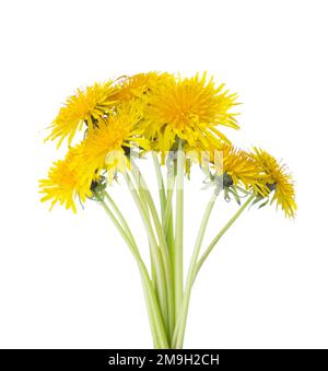 Piccolo bouquet di fiori di dente di leone isolato su sfondo bianco. Messa a fuoco selettiva. Foto Stock