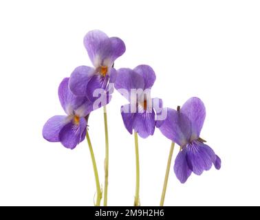 Fiori primaverili (Viola odorata) isolati su fondo bianco. Viola legno. Messa a fuoco selettiva Foto Stock