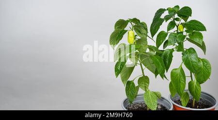 Peperoni crescenti da semi. Fase 10 - piccoli peperoni verdi sul ramo. Foto Stock