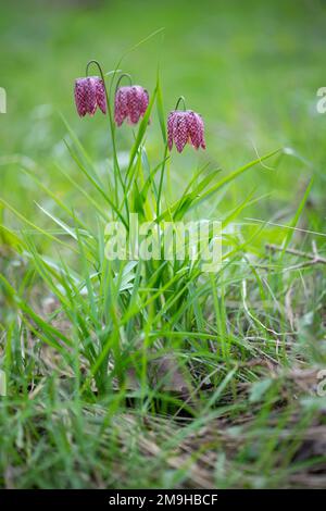 Testa di serpente fritillaria meleagris Primavera fiori selvatici che crescono in erba verde. Francia, Europa Foto Stock