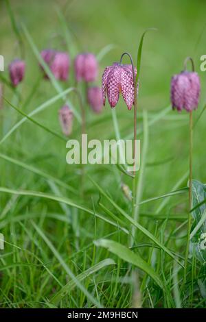 Fritillaria meleagris primaverile primi fiori selvatici che crescono in erba verde prato paludoso. Francia, Europa Foto Stock