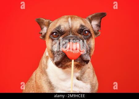 Cane Bulldog francese con San Valentino bacio labbra prop foto di fronte a sfondo rosso Foto Stock