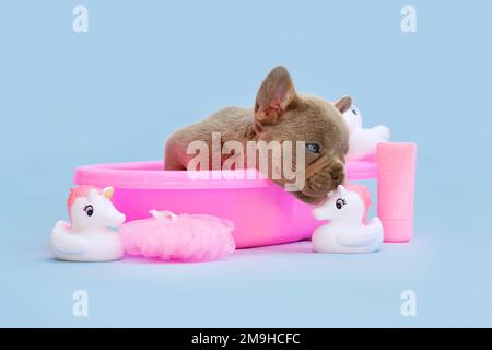 Cucciolo di cane Bulldog francese carino in vasca da bagno rosa con unicorns di gomma su sfondo blu Foto Stock