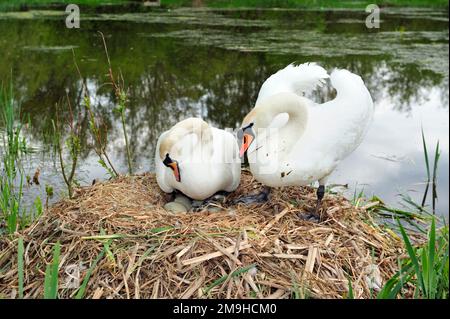 Mute Swan (Cygnus olor) femmina che viene salutata dal maschio durante la cova del primo uovo, Yetholm Loch Scottish Wildlife Trust Reserve, Roxburghshire, Scozia Foto Stock