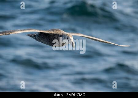 Un Petrel Gigante Meridionale (Macronectes giganteus), conosciuto anche come Petrel Gigante Antartico, Fulmar Gigante, Stinker, e Stinkpot, sta volando sopra il wat Foto Stock