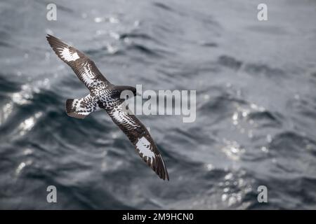 Un Capo Petrel (Daption Capense) chiamato anche Capo Pigeon o Pintado Petrel, sta volando nel Sud Atlantico vicino alle Isole Falkland. Foto Stock