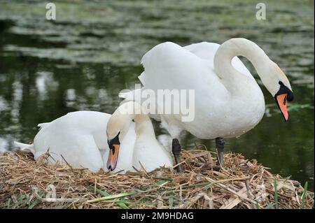 Mute Swan (Cygnus olor) femmina che viene salutata dal maschio durante la cova del primo uovo, Yetholm Loch Scottish Wildlife Trust Reserve, Roxburghshire, Scozia Foto Stock