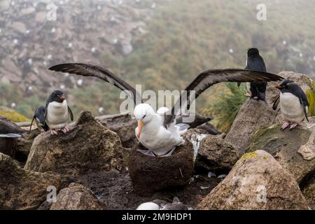 Un Albatross marrone-nero (melanophrys di Thalassarche) sta allungando le sue ali mentre siede sul nido nel pinguino di Rockhopper e nell'albat marrone-nero Foto Stock