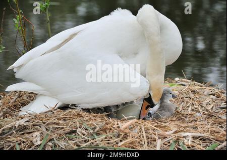 Mute Swan (Cygnus olor) femmina con cigneti appena nati, Yetholm Loch Scottish Wildlife Trust Reserve, Roxburghshire, Scottish Borders; Scozia Foto Stock