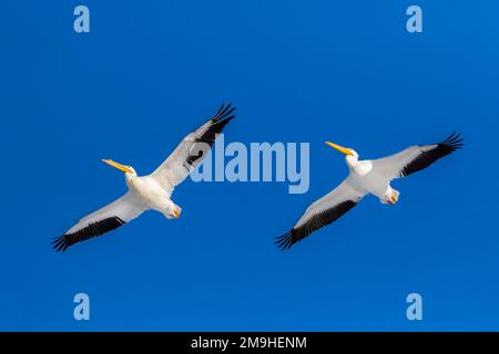 Pellicani bianchi americani (Pelecanus erythrorhynchos) che volano contro il cielo blu chiaro, Contea di Clinton, Illinois, USA Foto Stock