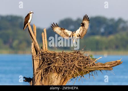 Osprey (Pandion haliaetus) atterrando sul nido con pesci prede, Rend Lake, Jefferson County, Illinois, USA Foto Stock