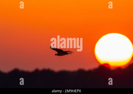 Osprey (Pandion haliaetus) in volo al tramonto, Rend Lake, Jefferson County, Illinois, USA Foto Stock