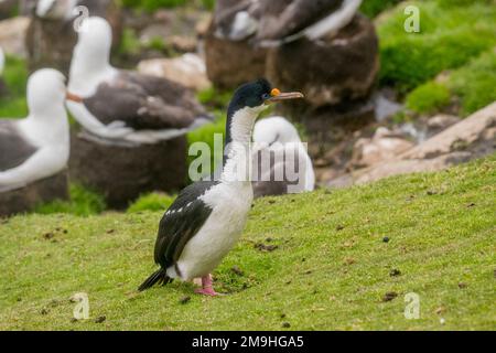 Uno shag imperiale o cormorano imperiale (l'atriceps di Leucocarbo) sta cercando il materiale di nidificazione ad una colonia di albatross nero-browed sull'isola di Sounders, AN Foto Stock