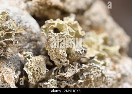 Primo piano di lichen sulla roccia vulcanica a Playa la Cocina Foto Stock