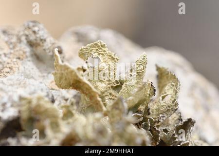 Primo piano di lichen sulla roccia vulcanica a Playa la Cocina Foto Stock