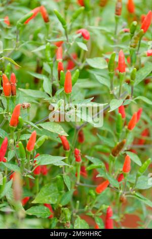 Peperoncino rosso Demon, peperoncino rosso Demon, peperoncino rosso Demon, peperoncino annuale, piccoli frutti rossi luminosi rivolti verso l'alto Foto Stock