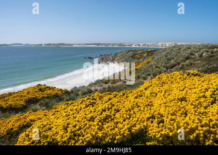 Vista di Gypsy Cove vicino a Port Stanley, Isole Falkland con gola fiorita in primo piano. Foto Stock