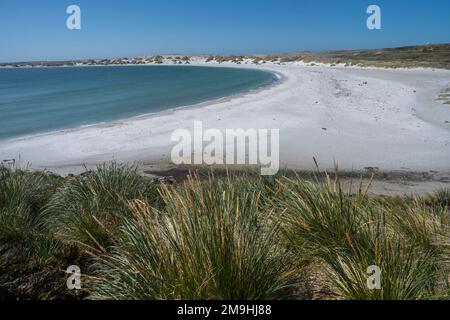 Vista della spiaggia di sabbia bianca a Gypsy Cove vicino a Port Stanley, Isole Falkland. Foto Stock