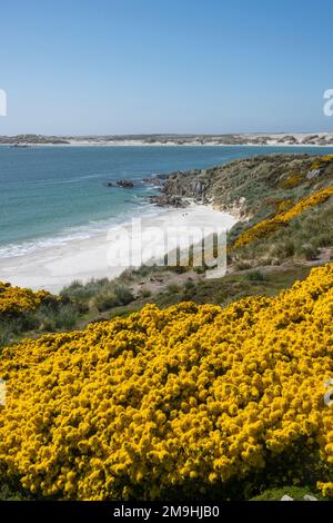 Vista di Gypsy Cove vicino a Port Stanley, Isole Falkland con gola fiorita in primo piano. Foto Stock