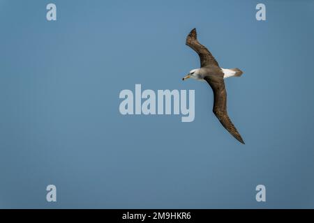 Un giovane albatross nero-browed (Thalassarche melanophris) sta volando sopra l'Atlantico del sud vicino alle rocce di Shag, sei isolotti piccoli, circa 240 Kilome Foto Stock