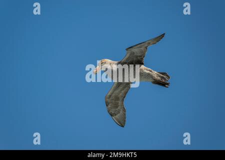 Un grattolo gigante del Sud (Macronectes giganteus) sta volando sopra l'Atlantico del Sud vicino alle rocce di Shag, sei piccoli isolotti, circa 240 chilometri ad ovest di Foto Stock