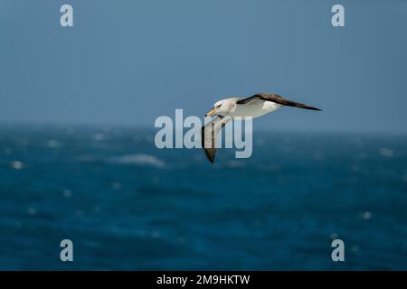 Un giovane albatross nero-browed (Thalassarche melanophris) sta volando sopra l'Atlantico del sud vicino alle rocce di Shag, sei isolotti piccoli, circa 240 Kilome Foto Stock