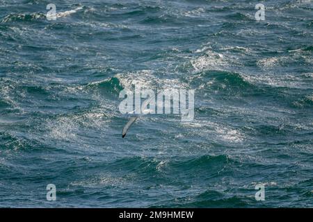 Un Albatross vagante (Diomedea exulans) sta volando sopra l'Atlantico del sud vicino alle rocce di Shag, sei piccoli isolotti, circa 240 chilometri ad ovest di G del sud Foto Stock