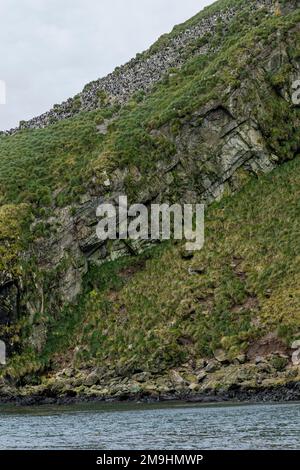 Vista di una colonia di pinguini di maccheroni (Eudyptes chrysolophus) a Elsehul Bay, South Georgia Island, Sub-Antartide. Foto Stock