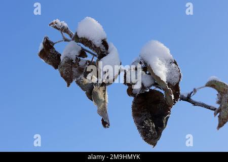 Le foglie appassite sono coperte di neve contro un cielo blu Foto Stock