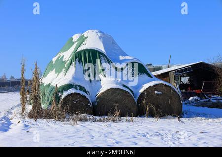 Le balle di fieno sono ricoperte di un foglio di alluminio e protette dalla neve Foto Stock
