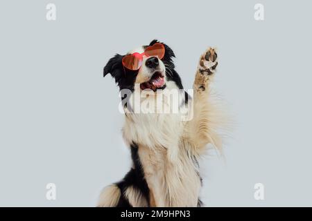 St Concetto di San Valentino. Divertente cucciolo bordo collie in rosso a forma di cuore occhiali ondulazione zampa isolato su sfondo bianco. Il cane innamorato festeggia San Valentino. Amiamo lovesick romantica cartolina Foto Stock