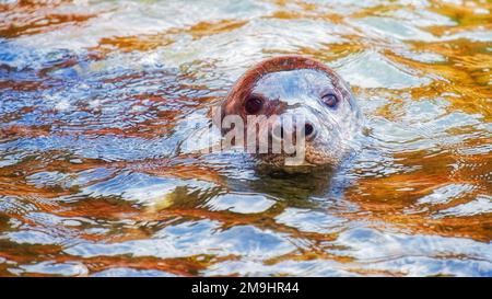 Cucciolo di foca grigio nell'oceano Foto Stock