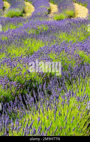 Coltivazione della lavanda in estate allo Yorkshire Lavender Farm un'attrazione turistica vicino a Terrington nel North Yorkshire Inghilterra Regno Unito. Foto Stock