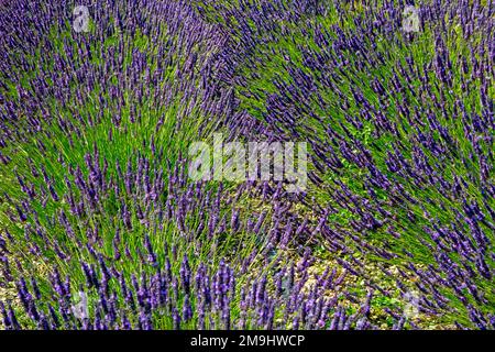 Lavandula il nome comune lavanda è un genere di 47 specie conosciute di piante da fiore della famiglia delle menta, Lamiaceae. Foto Stock